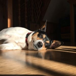 Meet your Posher, Maia